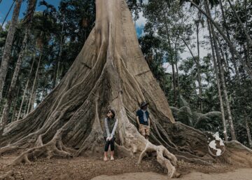 Tika & Narz meet the giant tree